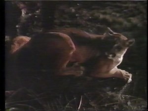 Blank VHS #16- TBS Superstation: Super Movie Sunday