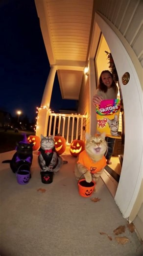 😼Candy Cat Chaos🎃