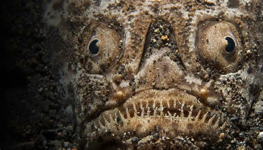 How the stonefish becomes invisible before striking