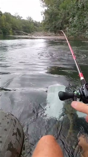 aggressive catfish😱 #fishing #catfish #catfishfish #truvefit #trvibe