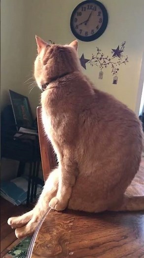 Hilarious Cat Sits on the Table