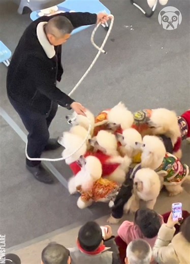 5.4M views · 67K reactions | Adorable puppies skip the rope! | Bored Panda Art | Facebook