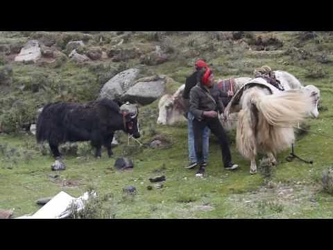 Trek Tibet with Yaks