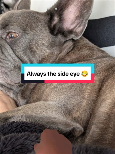 #creatorsearchinsights #fyp #frenchies #dogloversoftiktok #unconditionallove @Consuela 😎 @chub @max @danielle_gxo @VON @Arno Blue 😻⚔️💙⚔️😻💙 @🌻Hippiesoul47🌻 @jan00134 @Kirsty ❤️ Team Nancy Java Lava @⛓️hails⛓️teamjavalava @Emz (Nancy’s Team Java Lava) @Brandi 🌈 🇺🇸🍌🤌🏻🫘 @amanda bearley @Barry's digital world