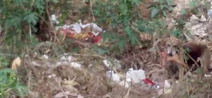 कुत्ते के मुंह में शव के टुकड़े देख लोगों में मचा हड़कंप, पुलिस भी चौंक गई