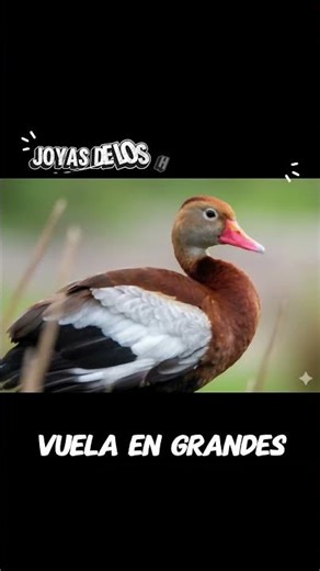 Ya conocías al pisingo? 😳😳 #aves #paisajesextremos #naturaleza #colombia #viral #birds