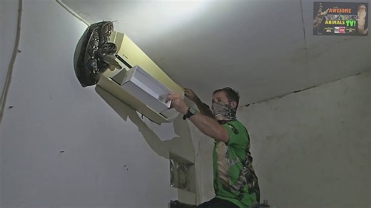 Snake bites | Big snake bites bitten top 10 snakes vs medical insurance