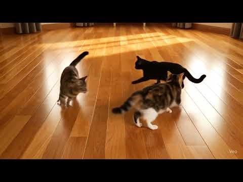 This Cat Chase Never Ends (Perfect Loop) #ai #shorts