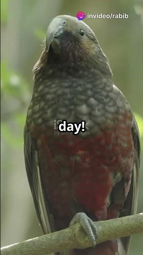 Kakapo: The Flightless Parrot with a Big Personality