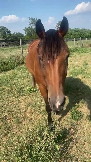 Through compassion and care, horses can recover too. Sonis was rescued by our CEO @b_babbs_, and nurses back to health, with help from our incredible equine team, and the Texas A&M large vet hospital. Watch her inspiring journey of resilience and recovery. We’re honored to have played a part in her transformation! Stay tuned for part 2. #wheremenrecover #horse #horses #recovery #inspire #equine #horsesoftiktok