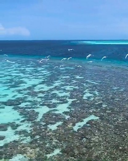 19K views · 924 reactions | Where sea-birds flit gracefully, the breeze flows freely and tranquility is the norm—come witness the breathtaking beauty of the Maldives with your own eyes ☀ : Naj #Maldives #VisitMaldives #SunnySideofLife | Visit Maldives | Facebook