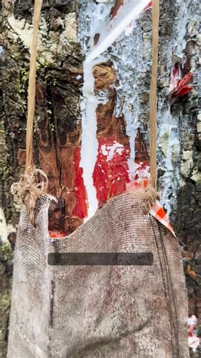 🌿 Chicza: el verdadero chicle. 🌿 Hecho con látex natural de la Selva Maya, elaborado de manera artesanal y totalmente biodegradable. Chicza es el chicle original, el que nace del árbol, de la tierra y de una tradición que sigue viva. 🌳✨ Natural. Auténtico. Real. Así es Chicza. 💚 #Chicza #ElVerdaderoChicle #ChicleNatural #Biodegradable #SelvaMaya #Orgánico #HechoEnMéxico #AllNatural | Chicza México