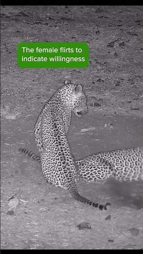 Leopard Mating Rituals