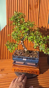 S Shape Chinese Elm Bonsai Trees With Thick Trunks, 12 Yrs Old. 30- 40 Cm Heigh Minimum.with 20 Cm Ceramic Pot and Plate - Etsy UK