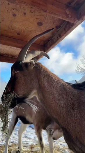 Why Horned Goats Need Proper Feeders 🐐 (Stop Injuries & Waste)