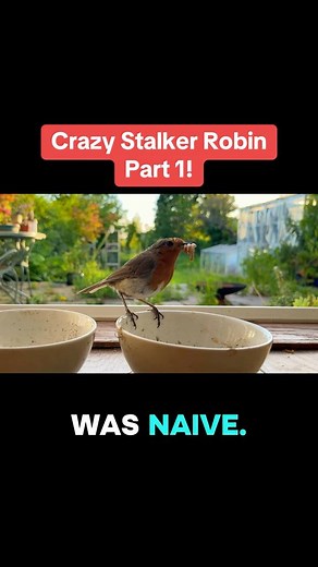2.8K views · 73 shares | Yes it’s true, we were stalked by a mysterious Robin who just showed up one day… #nature #animal #naturelovers #funny #wildanimals #birds #wtf #paranormal #weird #funnyreels #funnyvideos #funnymoments #Amazing #amazingfacts | Robs Wild Adventures | Facebook