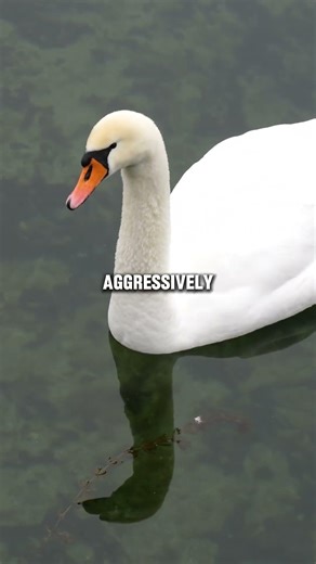 How Aggressive White Swans Can Break Human Bones 🦢 #whiteswan #wildlife