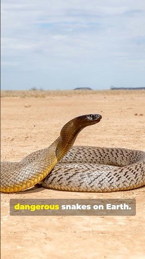 The Most Dangerous Snake on Earth 🐍