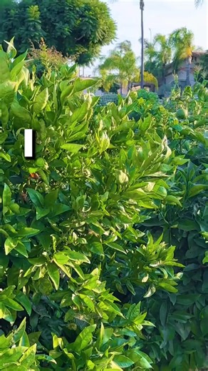 This method of growing fruit is ideal for backyard growers who want to use backyard orchard culture. 💚 #plants #gardening | Nathanslawnsandgardens