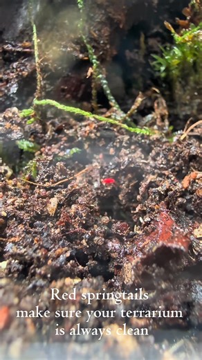 Setting up a mini terrarium enclosure for isopods and springtails #aquajourney #isopods #terrarium #isopodsofinstagram #cubaris #terrariumsetup | Aqua Journey