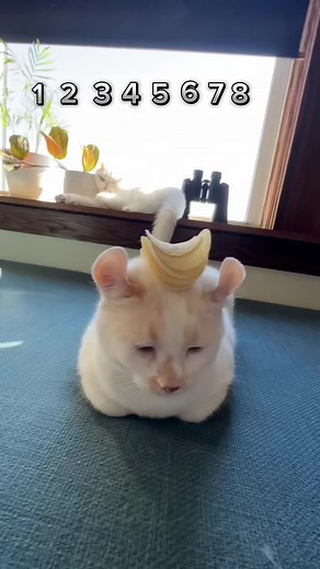 Cat in Pringles Can: How Many Can I Stack?