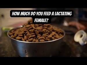 How Much to Feed My Lactating Female Dog