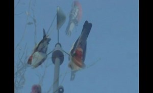 "Lonely Australian Landscape" From Documentary Tribute TV show "Nature Walkabout"