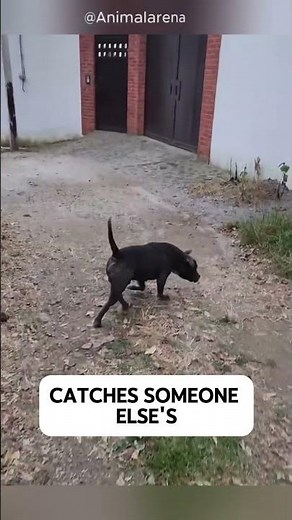 American Bully Stands Tall Until Two Dobermans Appear! 😳🐶
