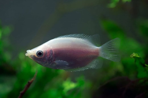 Complete Kissing Gourami Care Guide: A Tropical Fish Like No Other