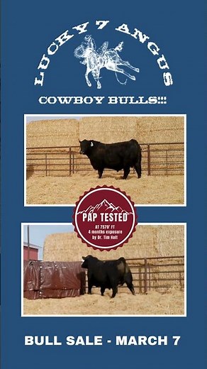 Lucky 7 #AngusBull Sale March 7 - Get Registered To Bid