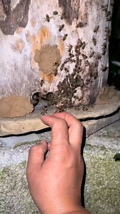 1.3M views · 5.9K reactions | Honey Bee combo wax moth. | The Golu | Facebook