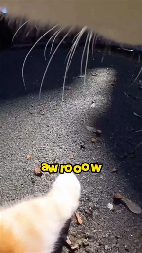Cat sings a song 🎵