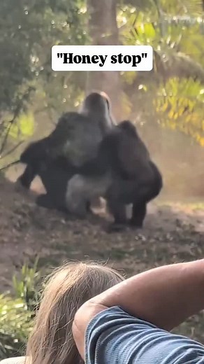 6.5K views · 10K reactions | the females strength is about of 6 humans and couldn’t separate this fight..... what can 100 men do? Video Credit @tylersigel | Jerry Adriko | Facebook