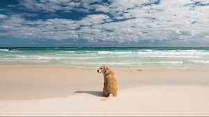 How to keep dogs safe from saltwater poisoning
