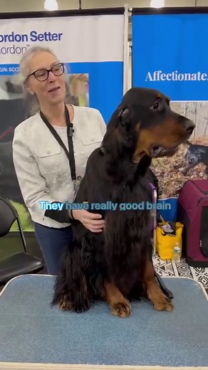 Did you know these athletic, affectionate dogs are the largest of the Setters? A male might stand 27 inches at the shoulder and weigh up to 80 pounds. | American Kennel Club