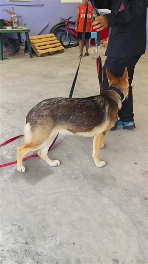 Obedience is to gain trust and leadership in the K9'S psyche, also training Rexi to view little Eli, as the centralised command base. She should protect and have team dynamic. Step by step.