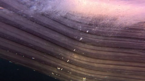 Swimming With Orcas And Humpback Whales