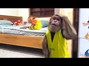 Everyone Laughs When CUTIS Finds Out the Baby Monkey’s Secret 😆