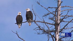 Fall bird migration peaks in Western Massachusetts