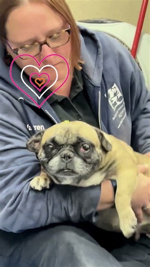 🌷Senior Medical Pug mix Cadenza🌷Sweet girl needs rescue!