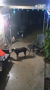 68K views · 170 reactions | After some Christmas decor went missing from this family’s porch, they caught the unlikely thief on their security cameras!   | Localish | Facebook