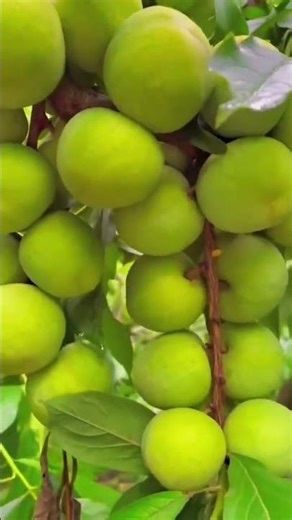Hybrid Origin: A cross between the Honey Plum (Fengtang) and Green Crispy Plum (Qingcui).#orenge
