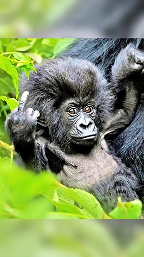 Baby why you do like this 😆 #orangutans #gorilla #wildlife #animals #chimpanzee #fblifestyle | Tagob Reel