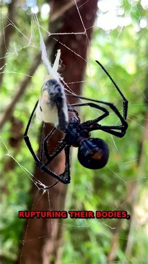 SHOCKING Animal Behavior Secret | Wildlife Facts