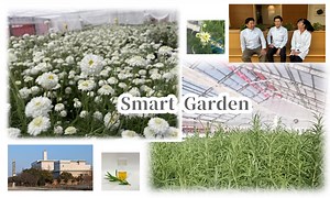 花王が、立ち上げた植物工場「スマートガーデン」～農業素人の研究員が、植物のパワーを閉じ込めた貴重な植物エキスを作り上げるまで