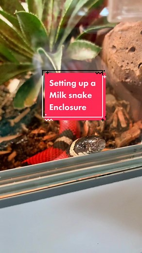 Setting Up a Milk Snake Enclosure