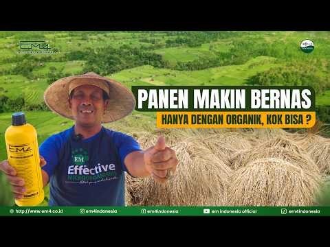 Starting from Zero, Now 106 Farmers Live Off Organic Rice with EM4!