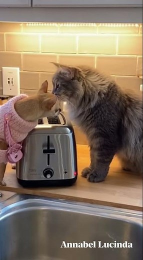 When the Toaster Attacks! #petcomedyclub #funnypets #cutepets #petreels #4kpetvideo #tobbythecat