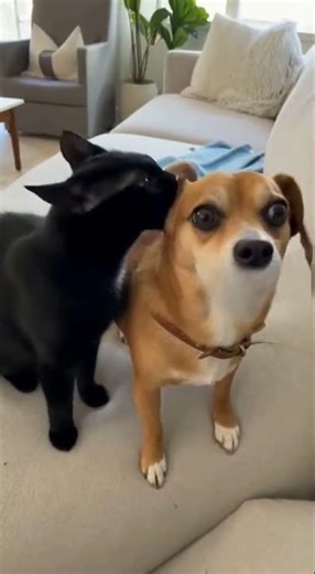Cat Scares Dog: Hilarious Animal Encounter!