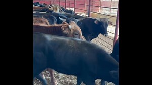 9.6K views · 37 reactions | ******SOLD****** 125 fresh Corrientes, 72 bulls and 53 heifers, ropers and potentials mixed, mostly solid colored, have not been cut on Stout frame and bone, good horn and base Ranch raised, wormed and vaccinated Call for pricing Located in Marlin, TX Delivery available 936-524-3056 | Hoffmann Cattle Co. | Facebook